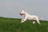 DOGUE ARGENTIN 378